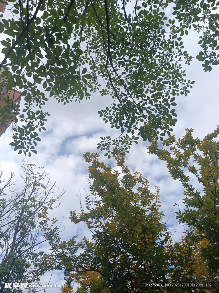 仰视树冠与天空的景致