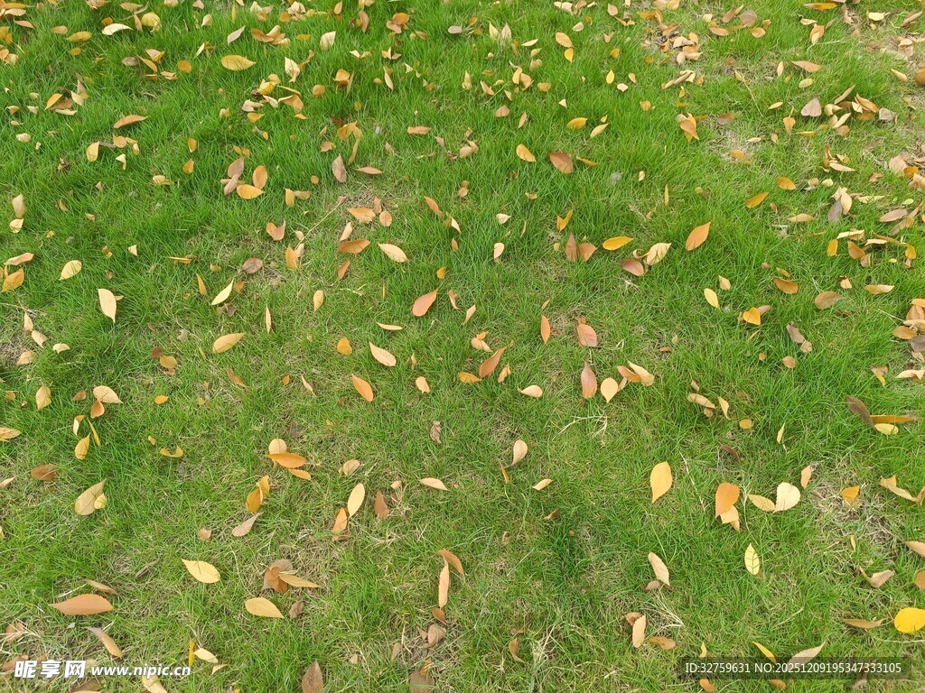 草地散落金黄秋叶