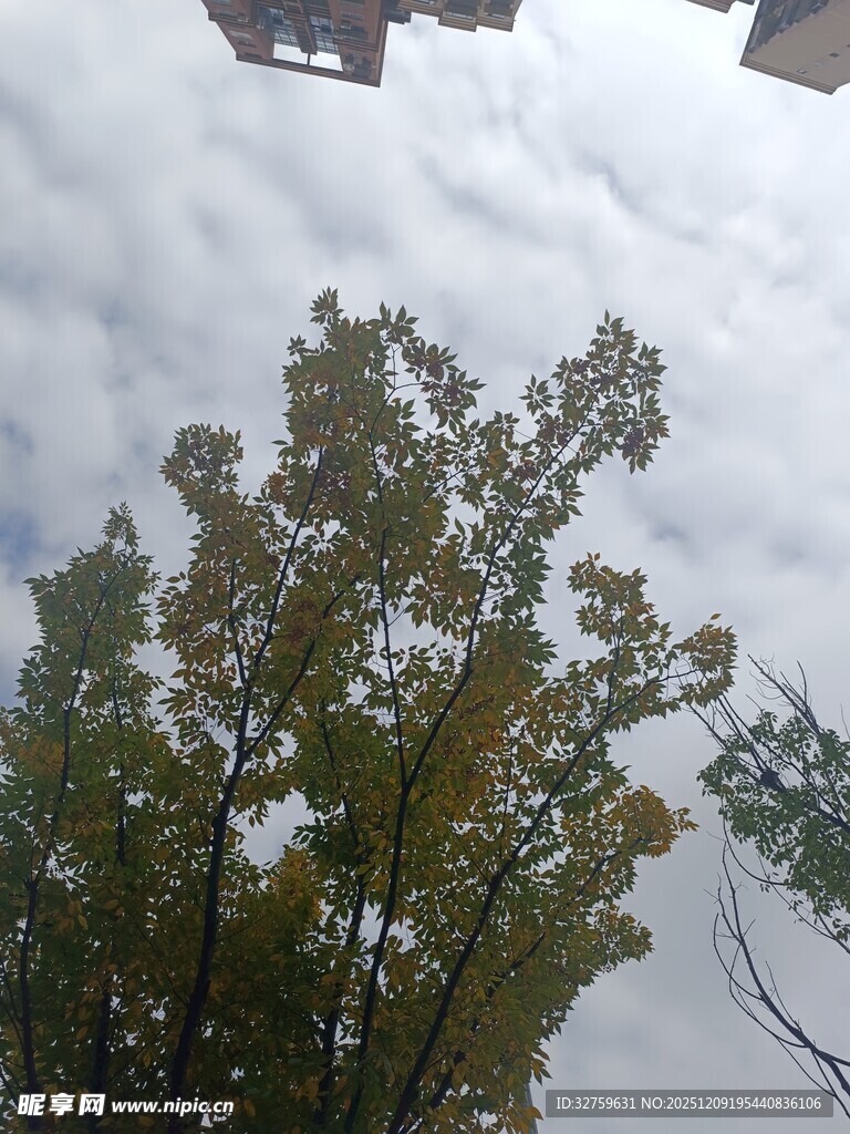 仰视天空下的葱郁树木