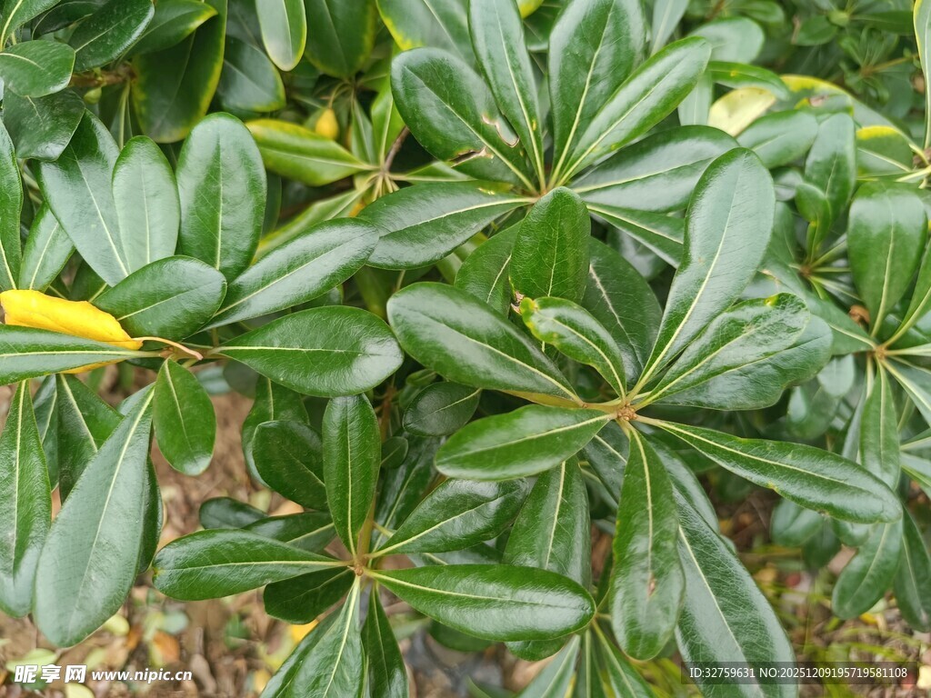 翠绿叶片的植物特写