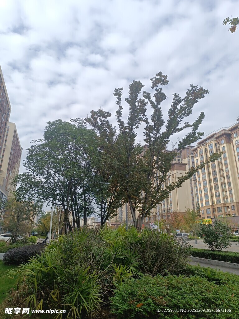 城市中的绿植景观