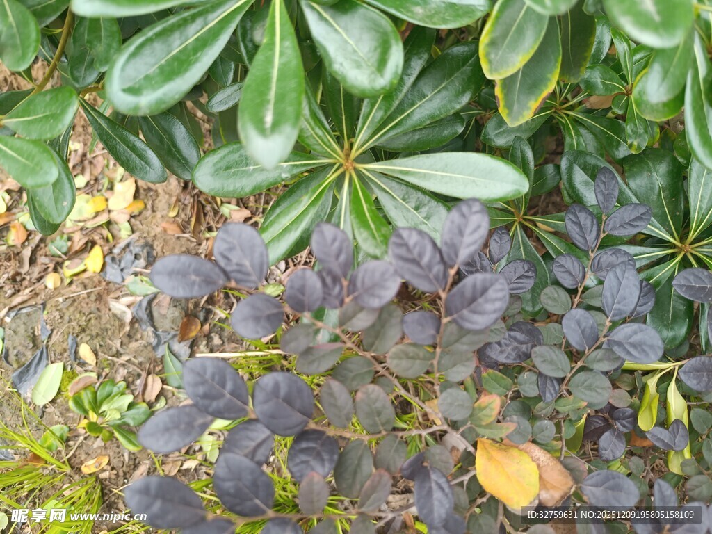 多彩植物叶片特写