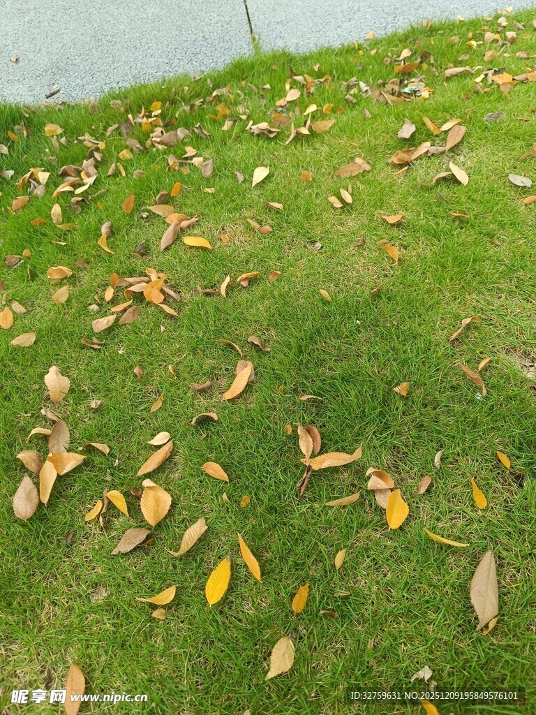 草地上散落的枯黄树叶