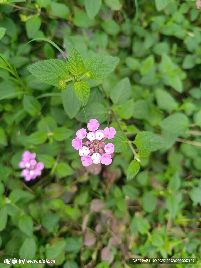 绿叶间的粉嫩小花