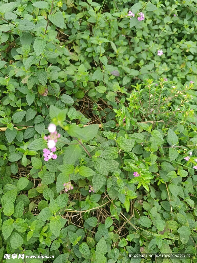 绿叶丛中的娇艳小花