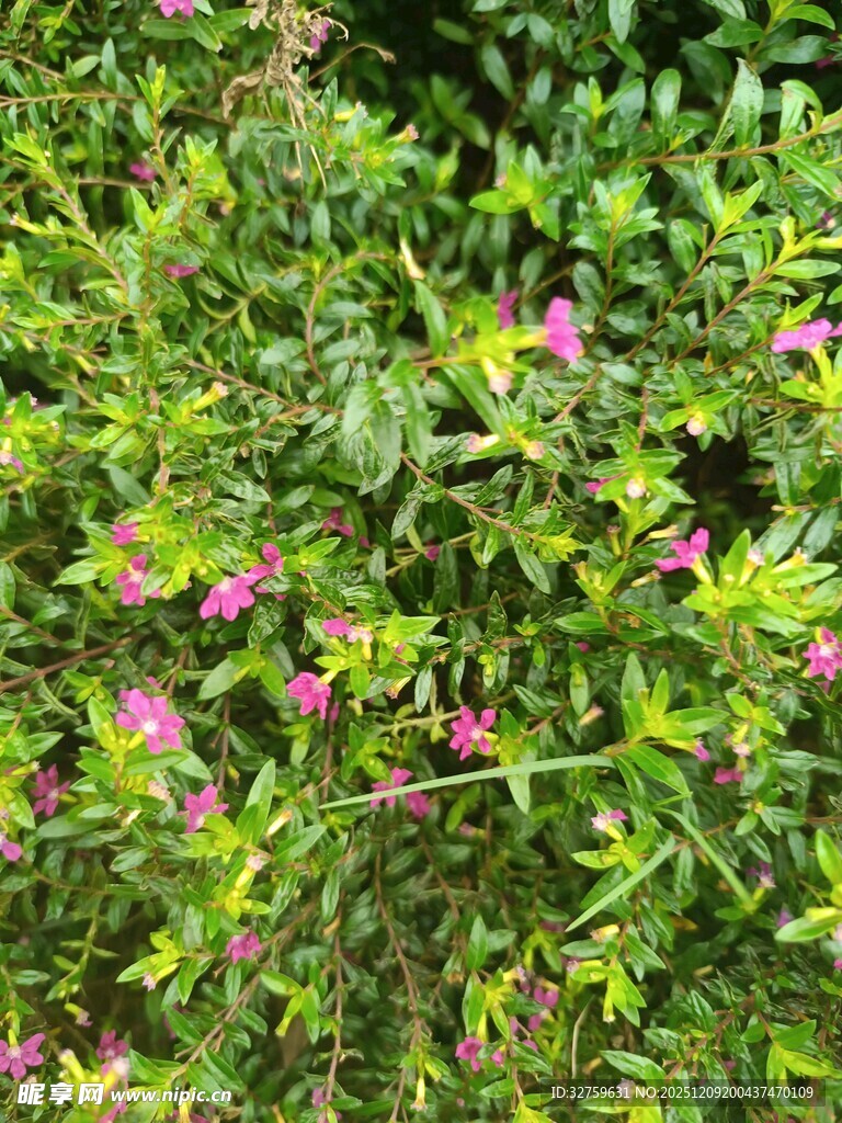 绿叶丛中的粉色小花