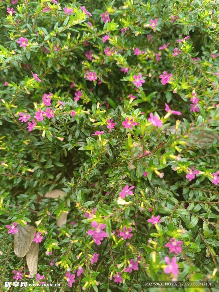 繁茂花丛中的娇艳紫花