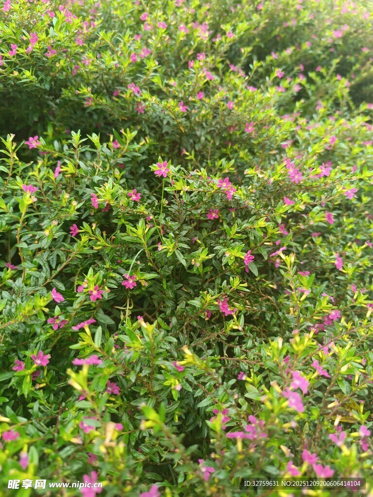 繁茂绿植间的粉色小花