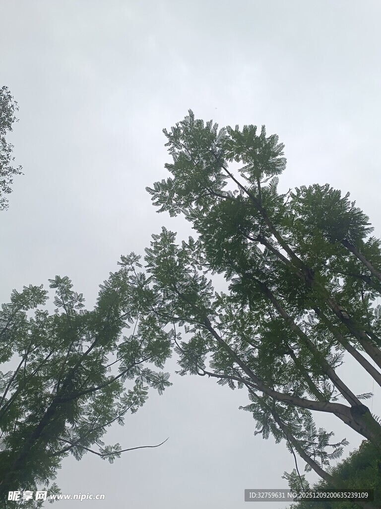 仰视下的葱郁树木