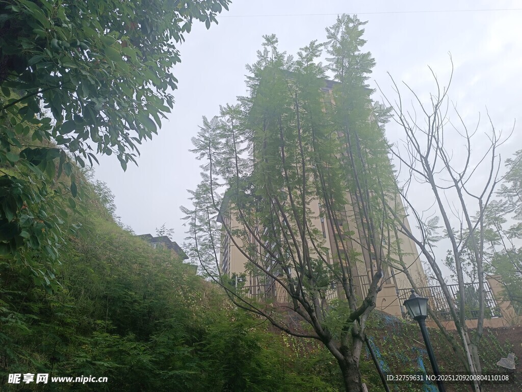 山林间的葱郁植被景观