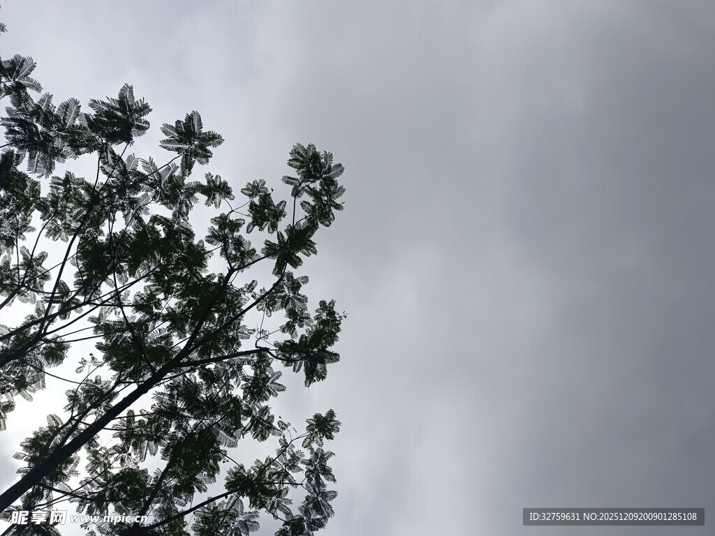 天空下的繁茂树枝