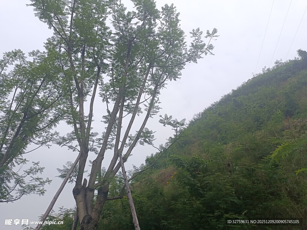 山间挺拔树木与葱郁山坡