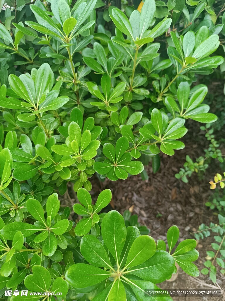 绿叶繁茂的绿色植物景观