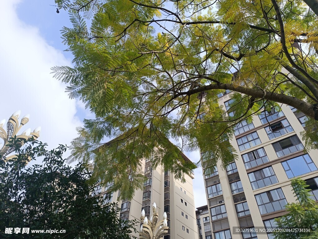高楼间的翠绿枝叶