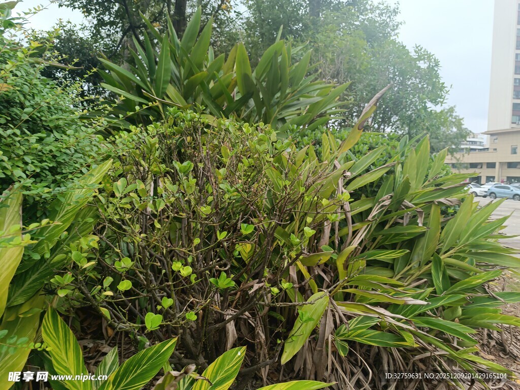 户外繁茂绿植景观