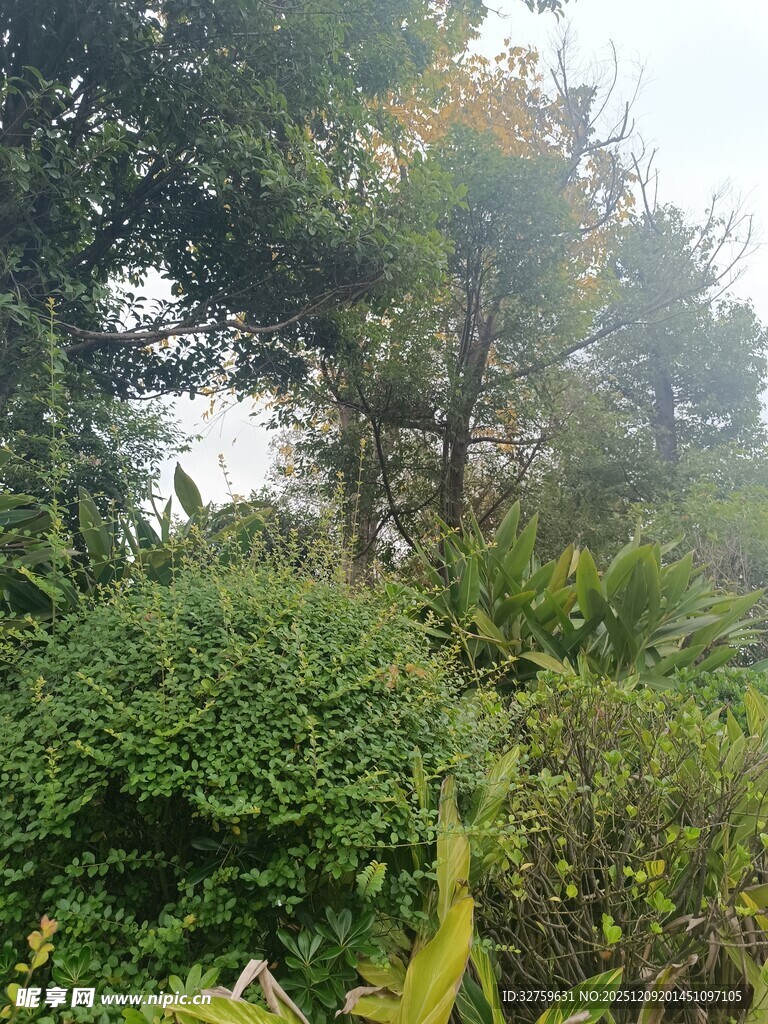 山林间的繁茂植被景观