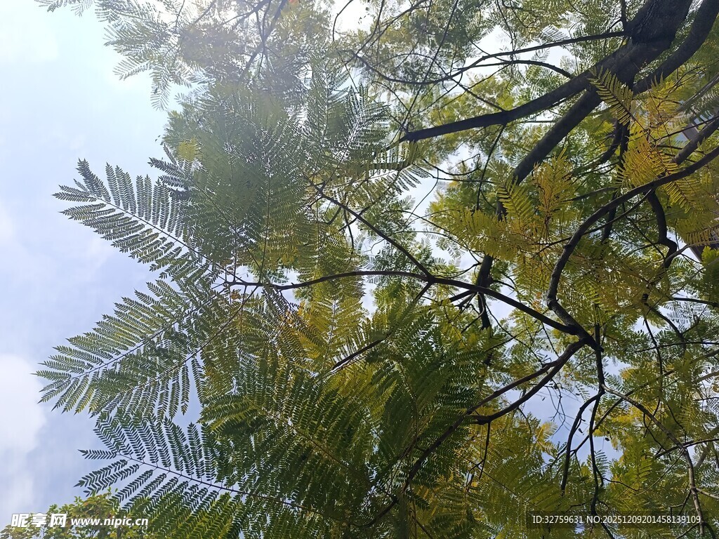 仰视金黄枝叶蓝天美景