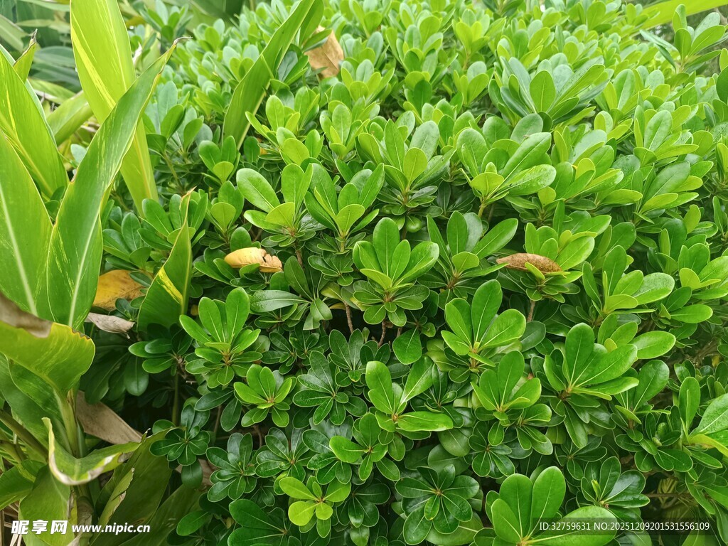 翠绿繁茂的绿植景观