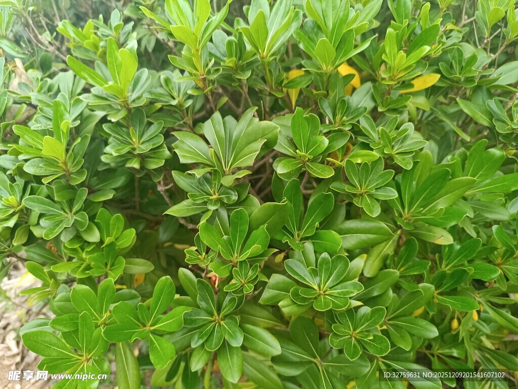 绿叶繁茂的植物景观