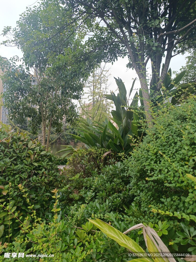 繁茂丛林绿植景观