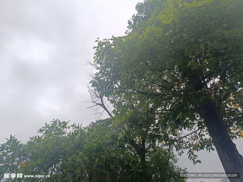 仰视茂密树林中的树木