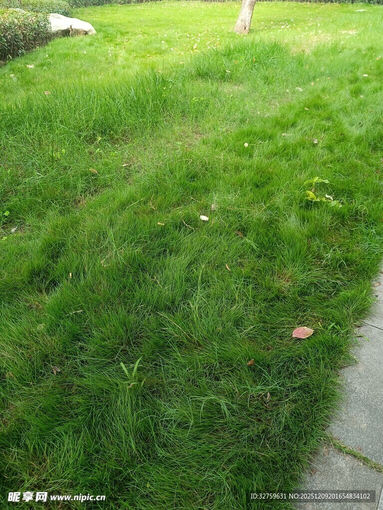 翠绿草地与一旁的石板路