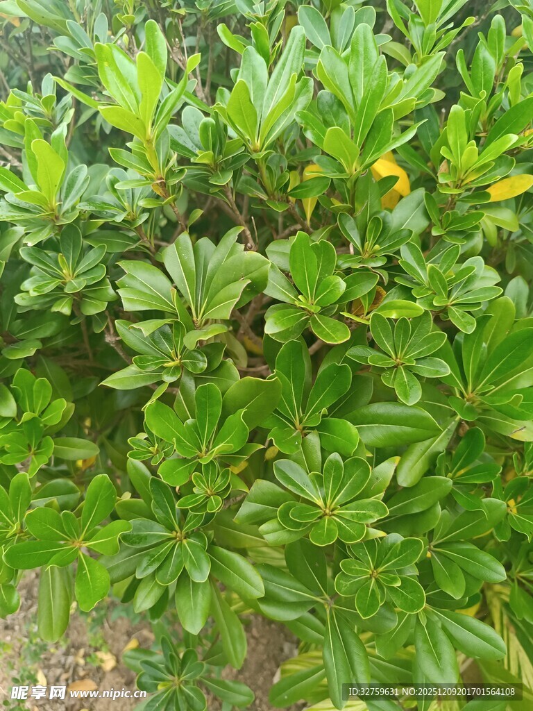 绿叶繁茂的绿植景观