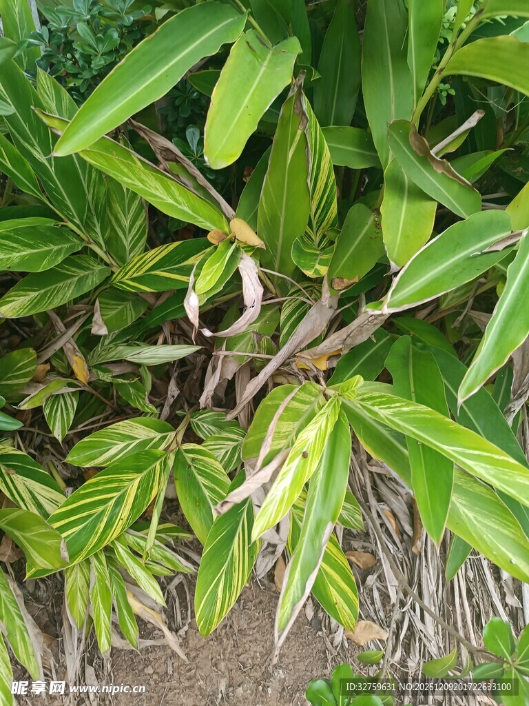 翠绿叶片间的小鸟