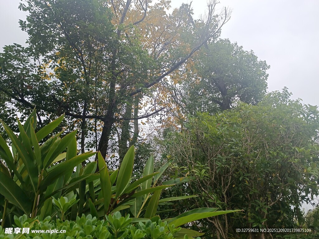 雾中葱郁山林景观