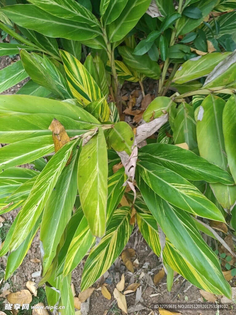 翠绿斑斓的观叶植物