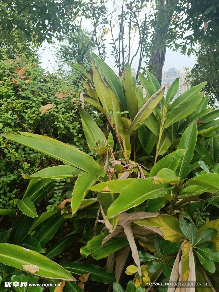 翠绿繁茂的热带植物景观