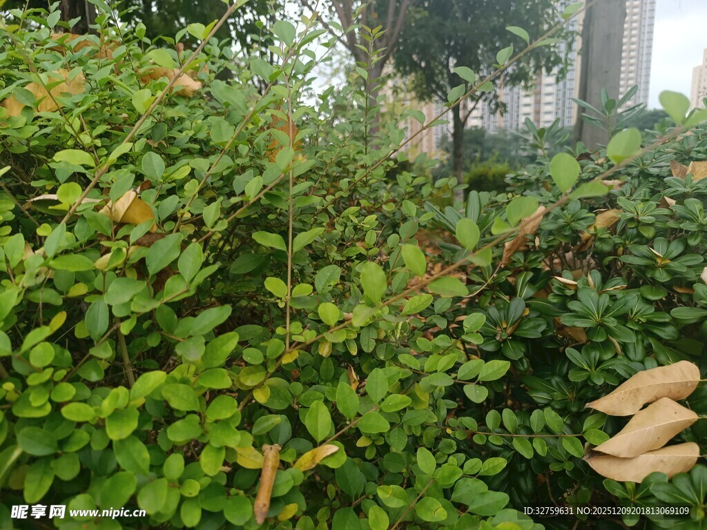绿叶繁茂的灌木丛