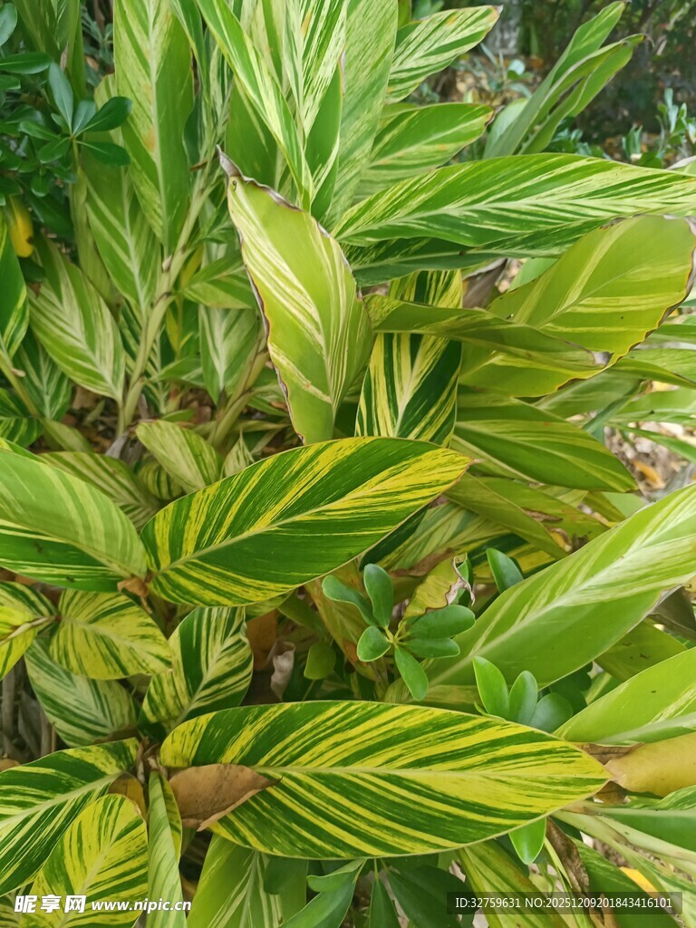 黄绿相间的斑斓叶片植物