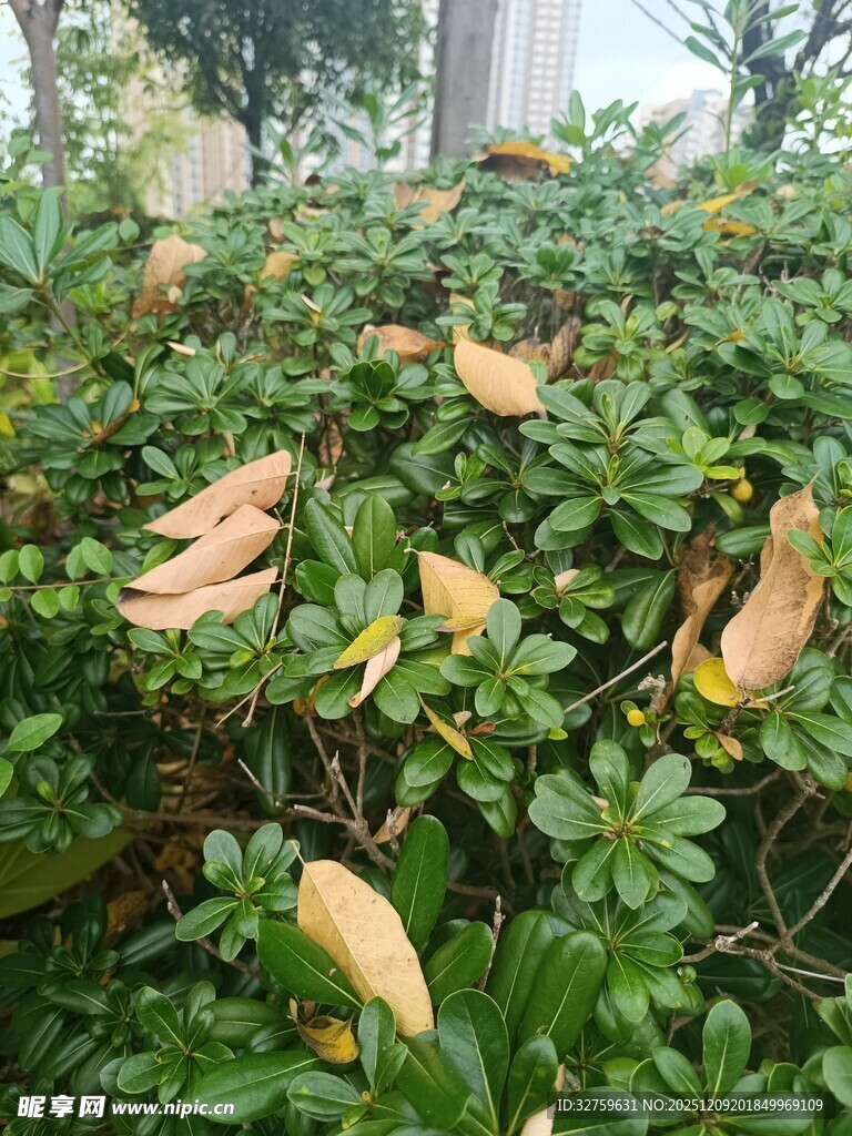 绿叶丛中的枯黄叶片