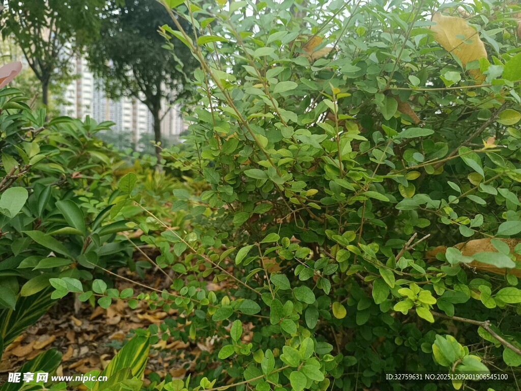 繁茂绿植景观