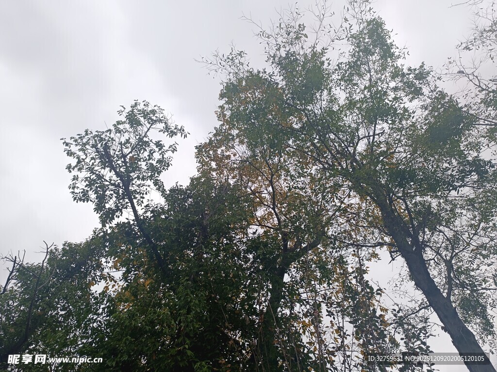 仰视茂密树林景象