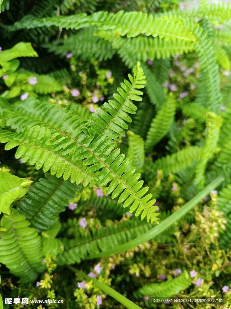 翠绿蕨类植物生机勃勃