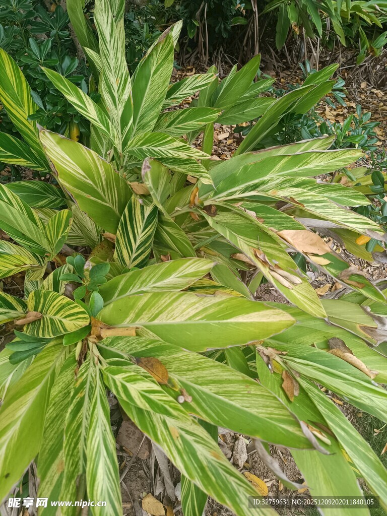 翠绿斑斓的植物叶片