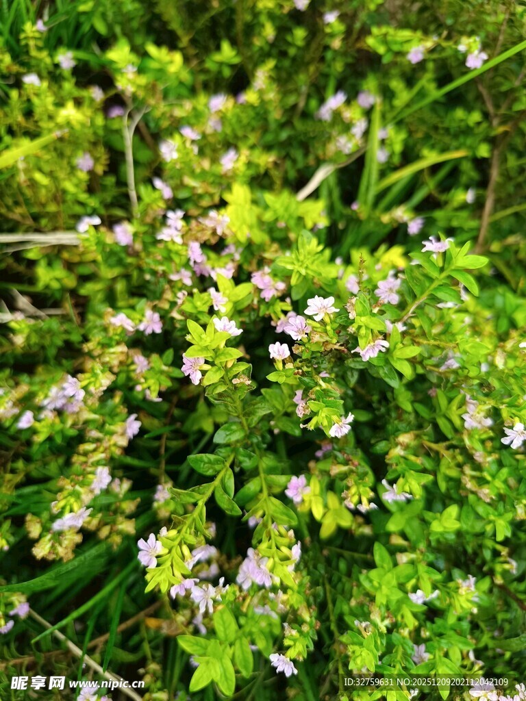翠绿丛中绽放的细碎小花