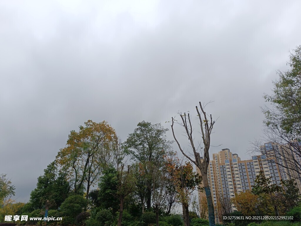 阴天城市公园树木景观