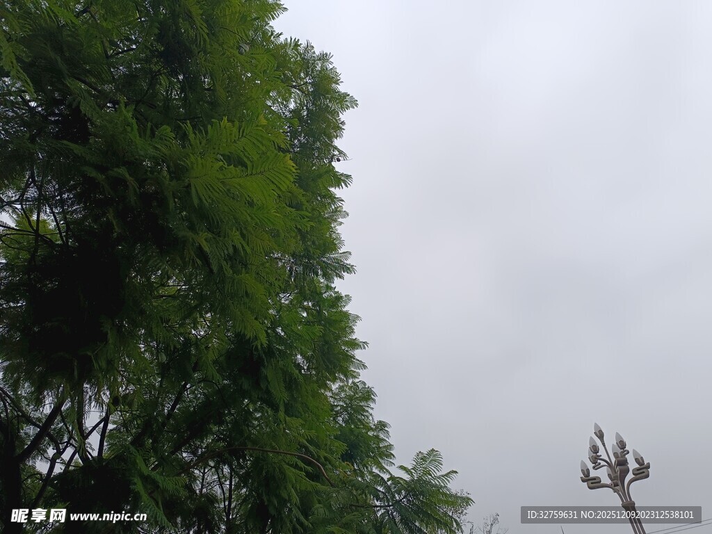 绿树映衬下的天空景象