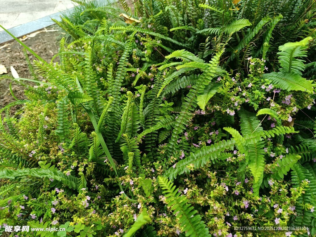 茂盛的绿色植物景观