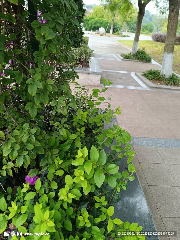 绿意盎然的园林小径