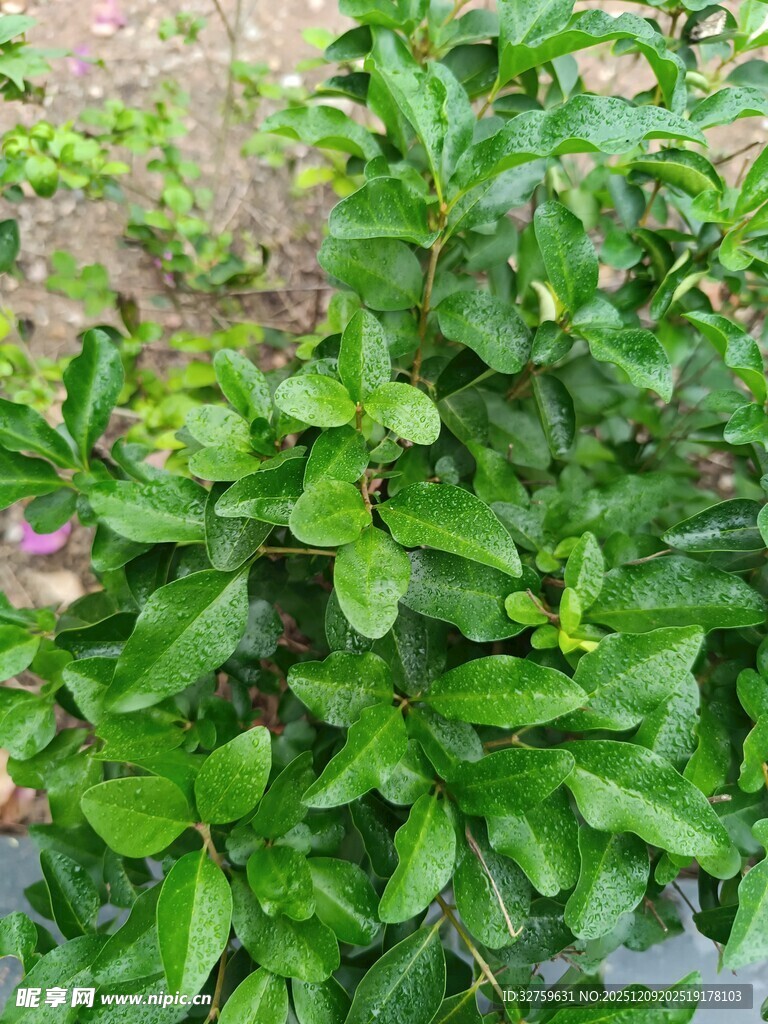翠绿繁茂的绿植景观