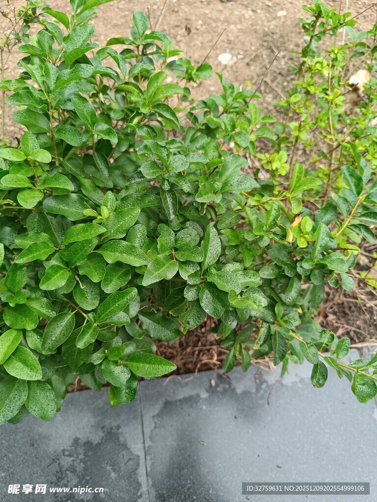 路边翠绿植物生机盎然