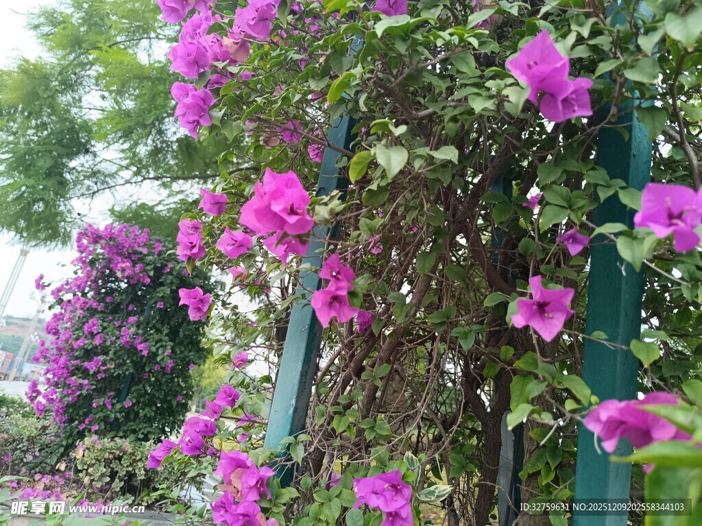 繁花缠绕的绿色围栏景观