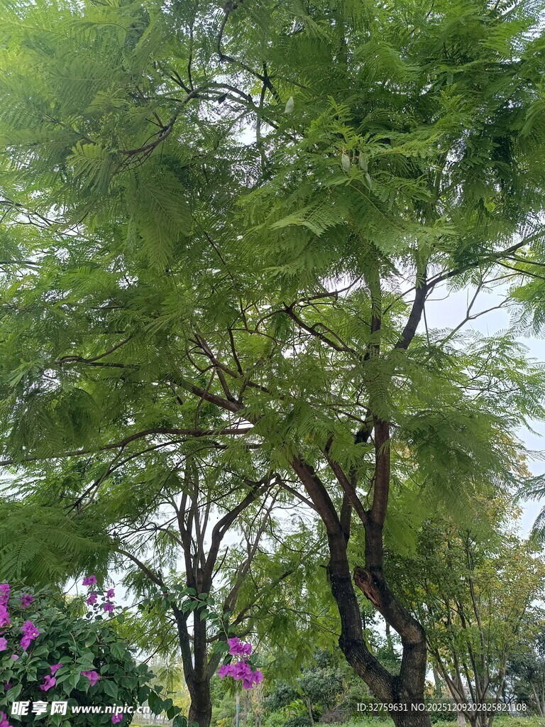 绿叶繁茂的树木与紫色花卉