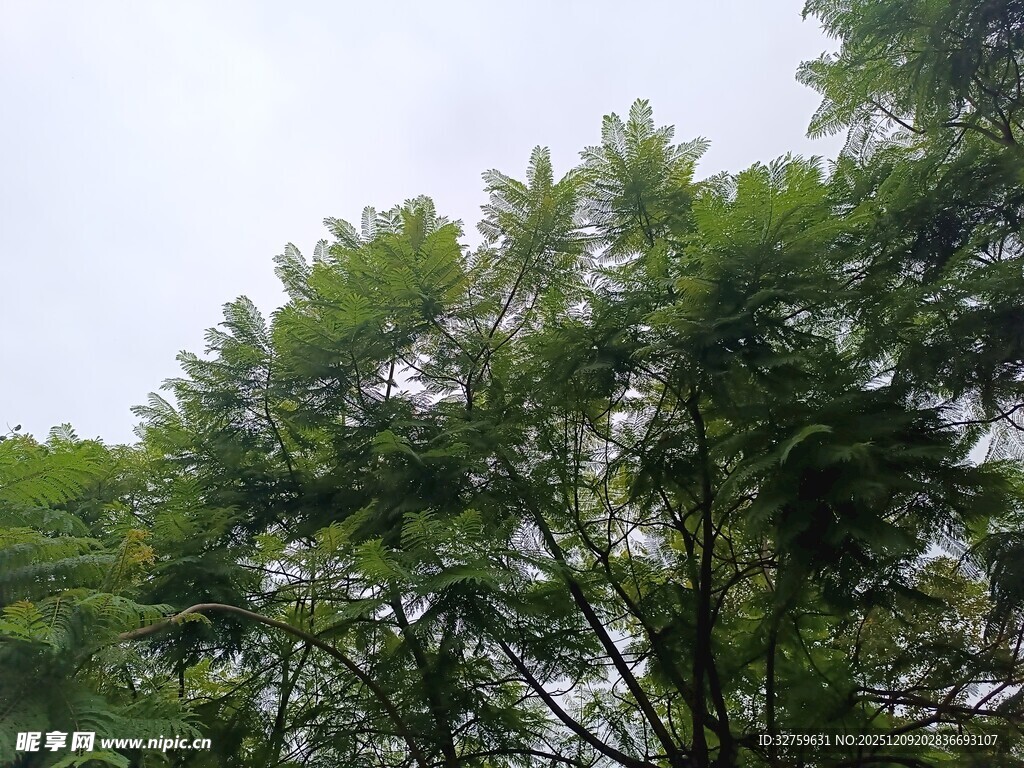 茂密绿树展现自然生机