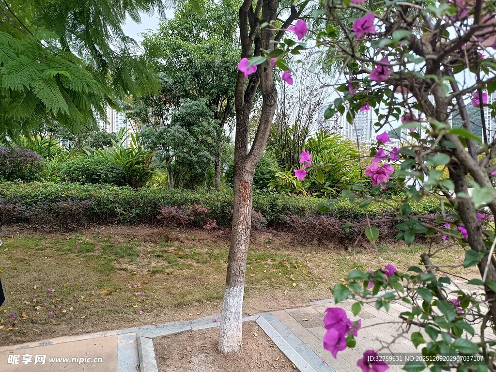 庭院中绽放的美丽花卉