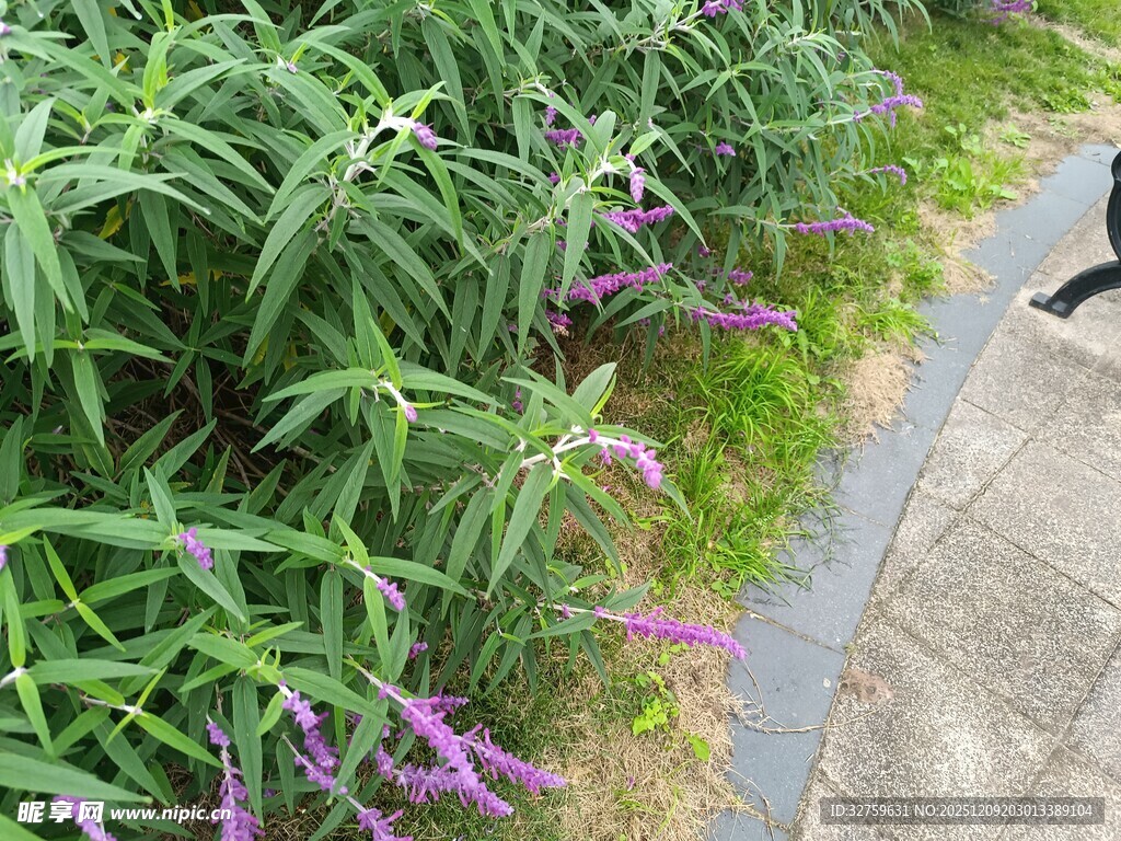 路边紫色花卉与绿植景观